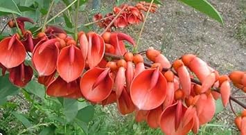 orange erythrina flower seeds