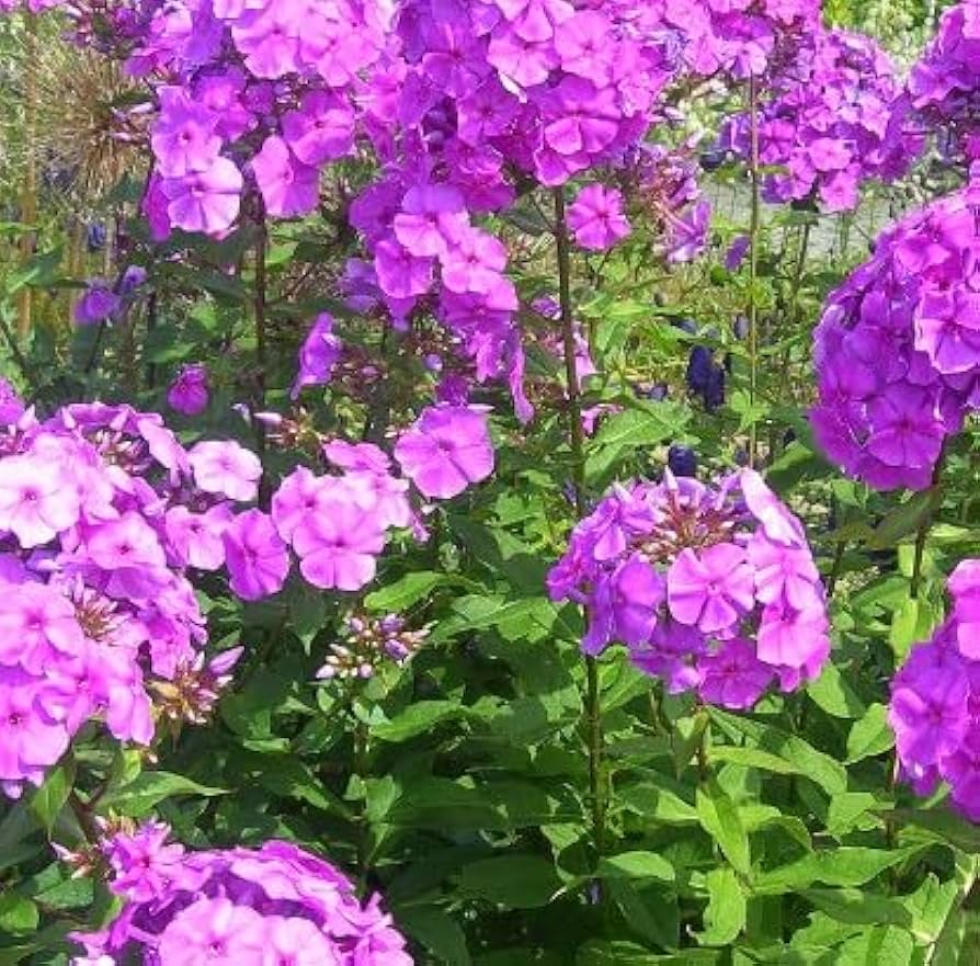 Purple Nezabudka Flower Seeds - 100 pcs