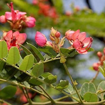 Flower Seeds, Seeds for Planting, Plant Seeds