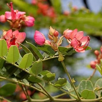 cassia marginata flower seeds