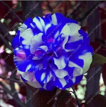 middlemist red flower seeds Red Camellia Seeds for Planting – Organic Heirloom Non-GMO High Germin – Neeraseeds