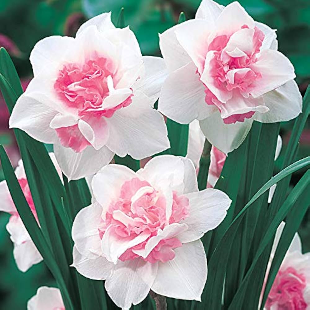 Pink Narcissus Blomsterfrø til udplantning - 100 stk