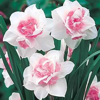 Pink Double Petals Daffodils Flower Seeds for Planting – Heirloom Non-GMO High Germination Organic Garden Seeds