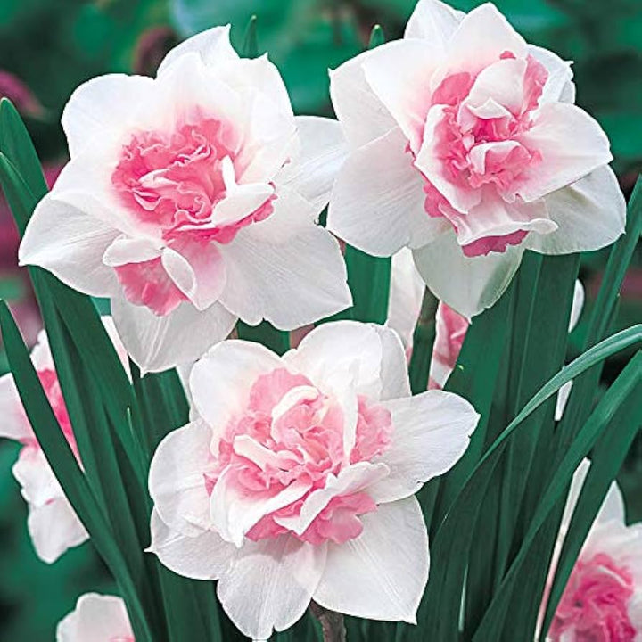 Baby Pink White Daffodils Flower Seeds for Planting 100 pcs