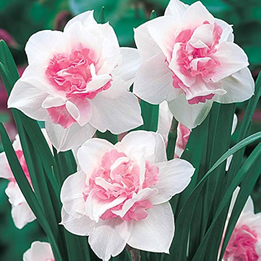 Pink Dobbelt kronblade Narcissus Blomsterfrø til udplantning - 100 stk