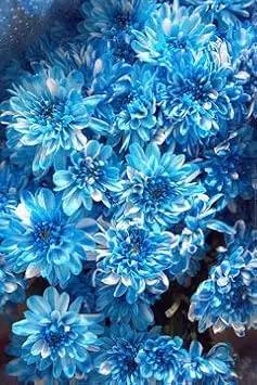 blue chrysanthemum flower seeds