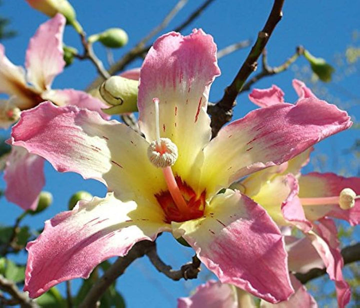 Chorisia Insignis Blomsterfrø til udplantning, 100 stk