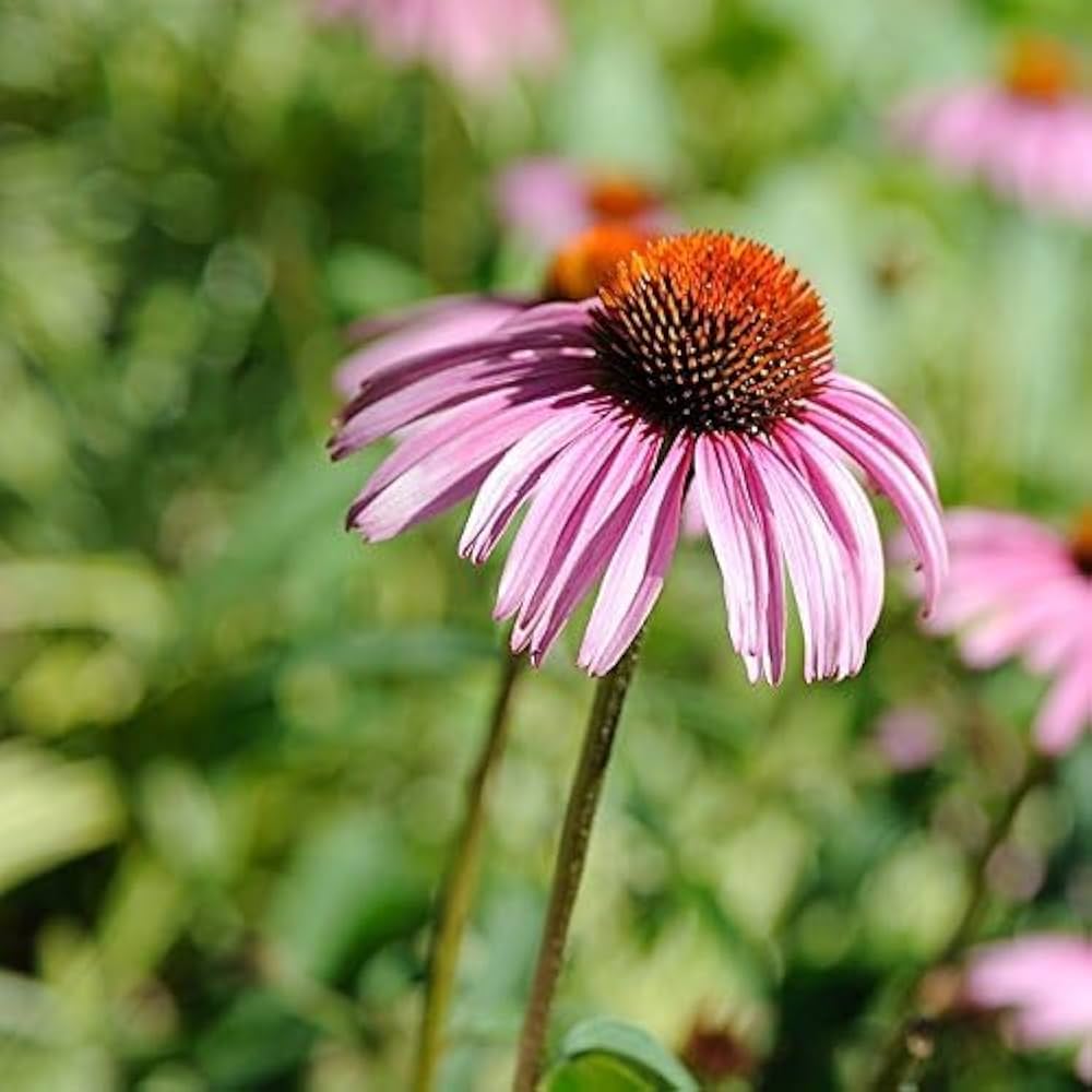 echinacea leilani flower seeds