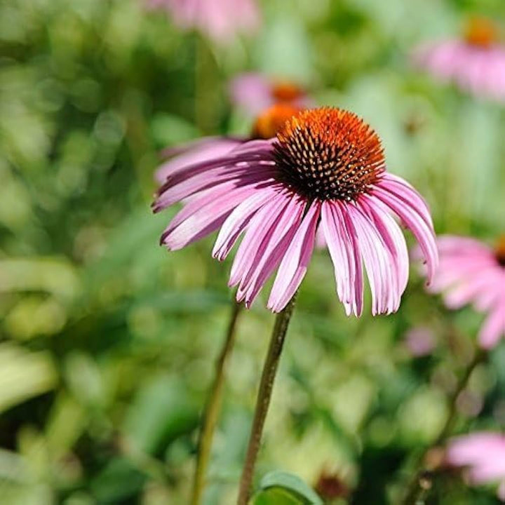 Echinacea Southern Belle Coneflower Flower For Planting Flower Seeds for Home Garden Planting,