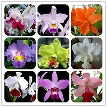 mixed cattleya flower seeds