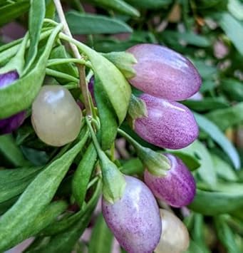 berry plant seeds Black Mission Fig Seeds – Heirloom Non-GMO Fruit Seeds for Garden Planting 100 pcs