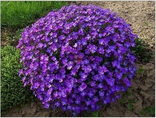 Rock Cress Flower Seeds for Planting - Dark Violet 100 pcs