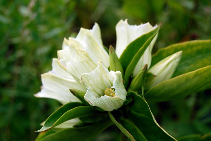 Flower Seeds, Seeds for Planting, Plant Seeds