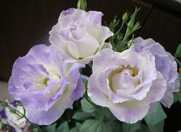 purple white flower seeds