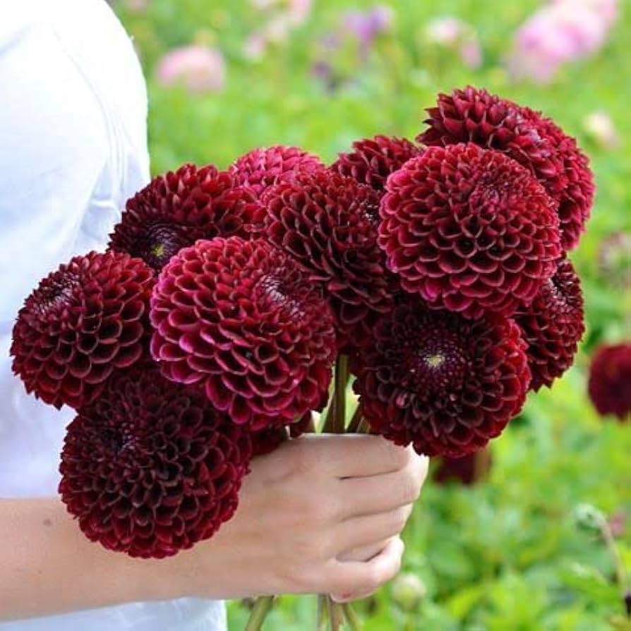 Fresh Dahlia Flower Seeds for Planting, Red 100 pcs