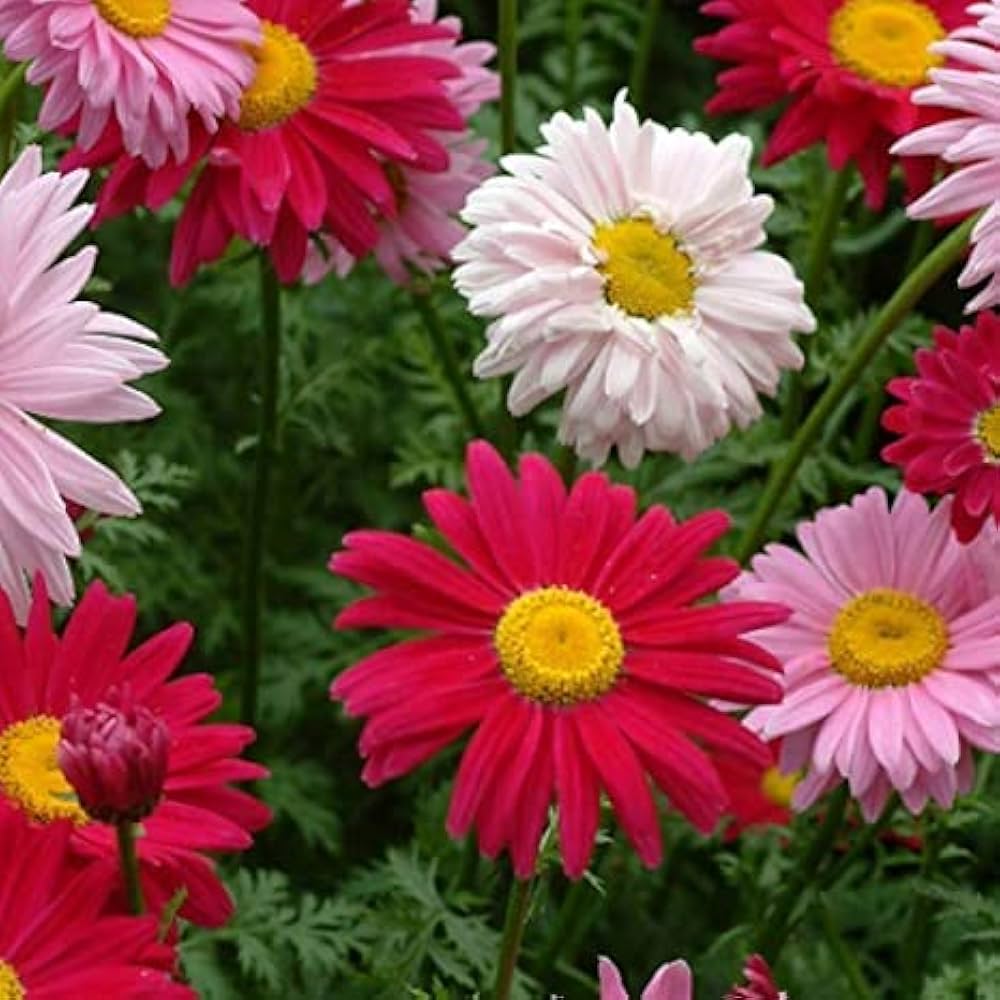chrysanthemum bonsai flower seeds