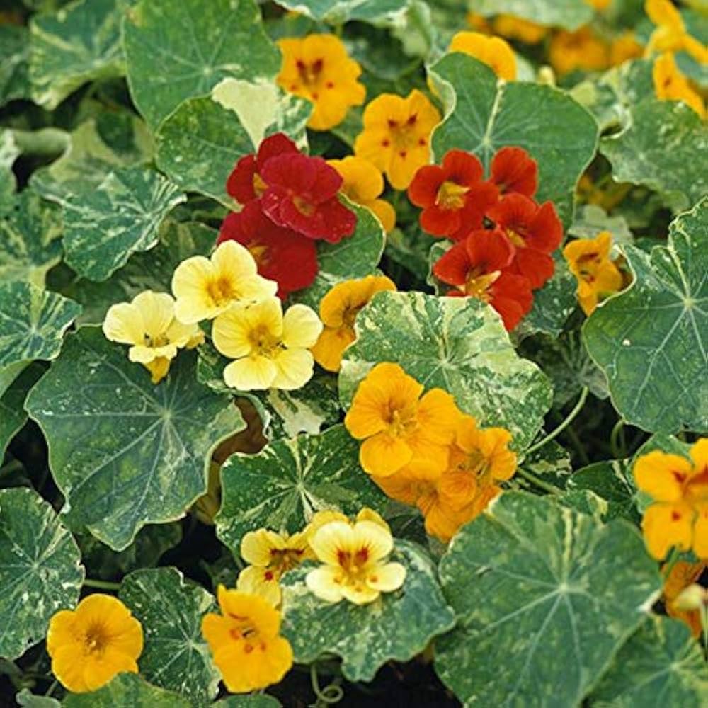 nasturtium tropaeolum flower seeds