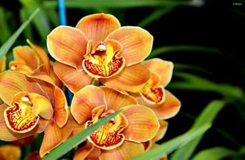 orange butterfly flower seeds
