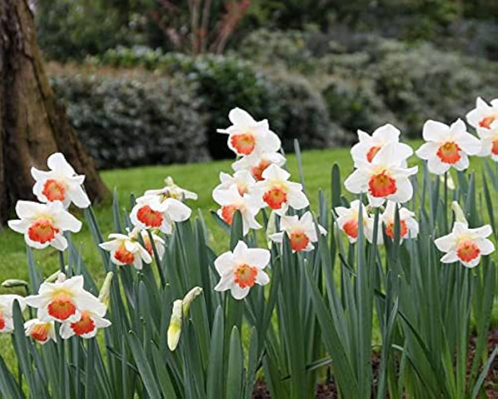 Dobbelt kronblade Narcissus Påskelilje Blomsterfrø til udplantning - Hvid &amp; Orange 100 stk.