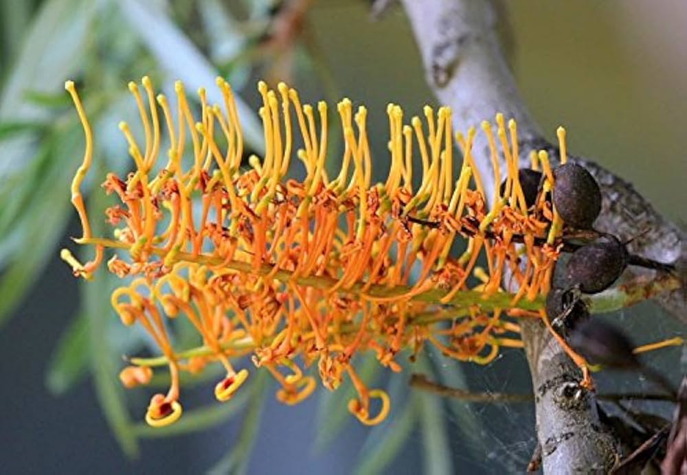 rare colorful flower seeds