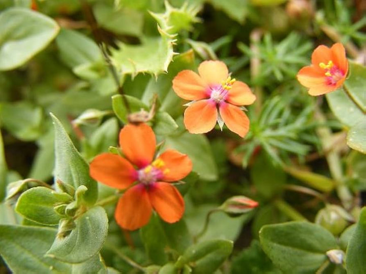 Orange Pimpernel Flower Seeds for Planting - 100 pcs