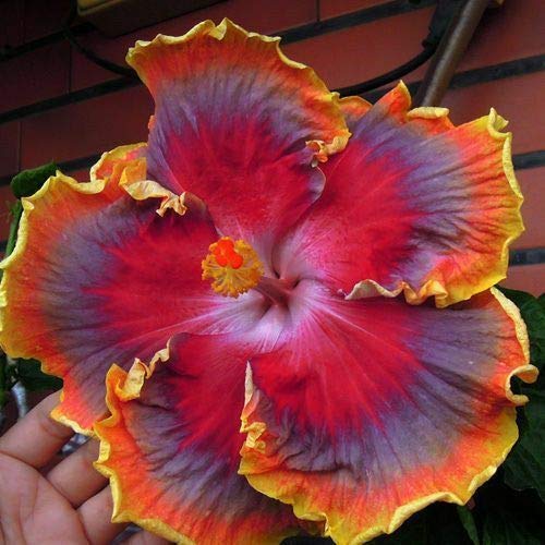 Hibiscus Flower Seeds Purple Orange for Planting, 100 pcs