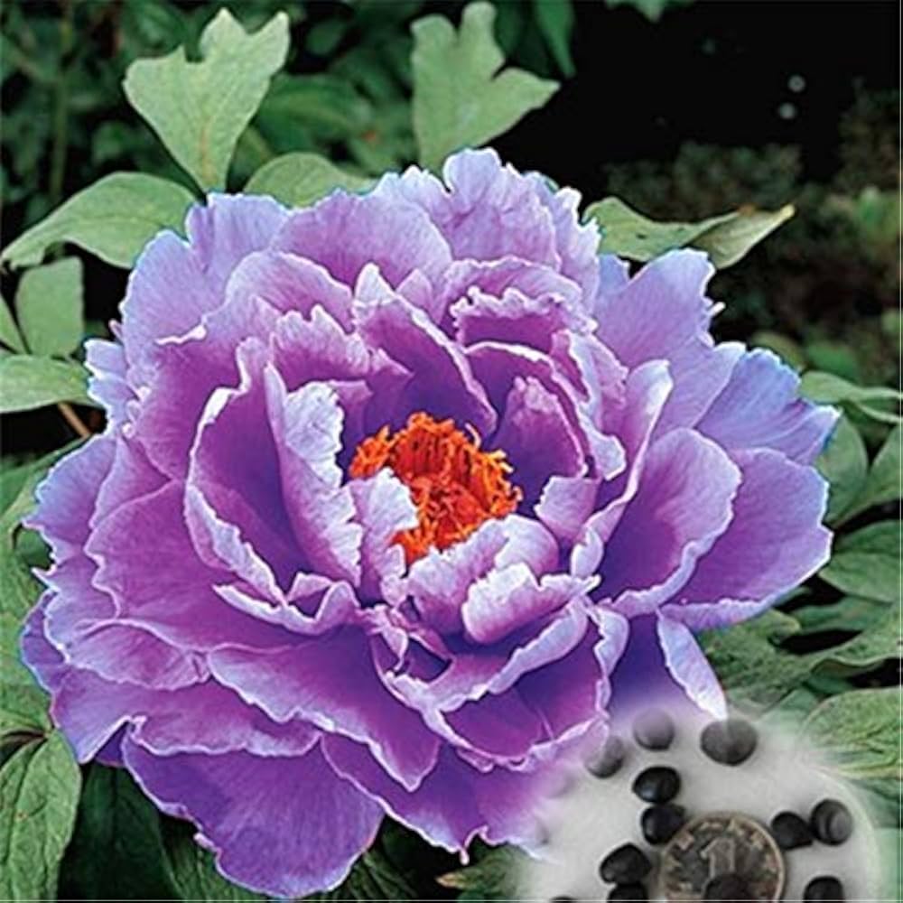 peony paeonia flower seeds