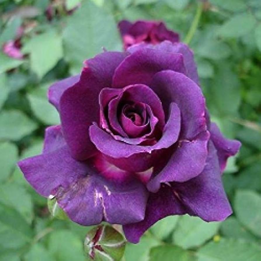 Rose Flower Seeds for Planting Dark Violet 100 pcs