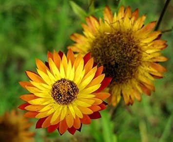 yellow orange flower seeds