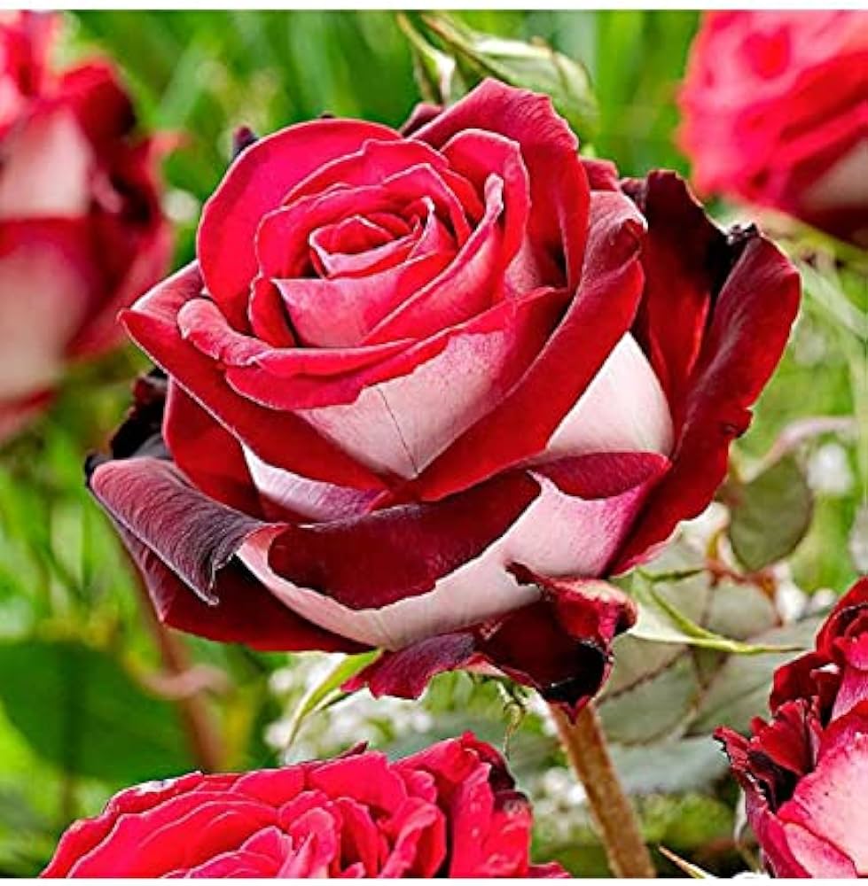 red white flower seeds