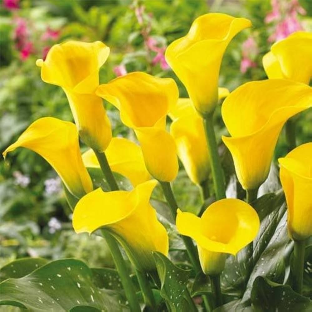 lily zantedeschia flower seeds