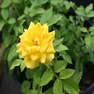 yellow rose flower seeds