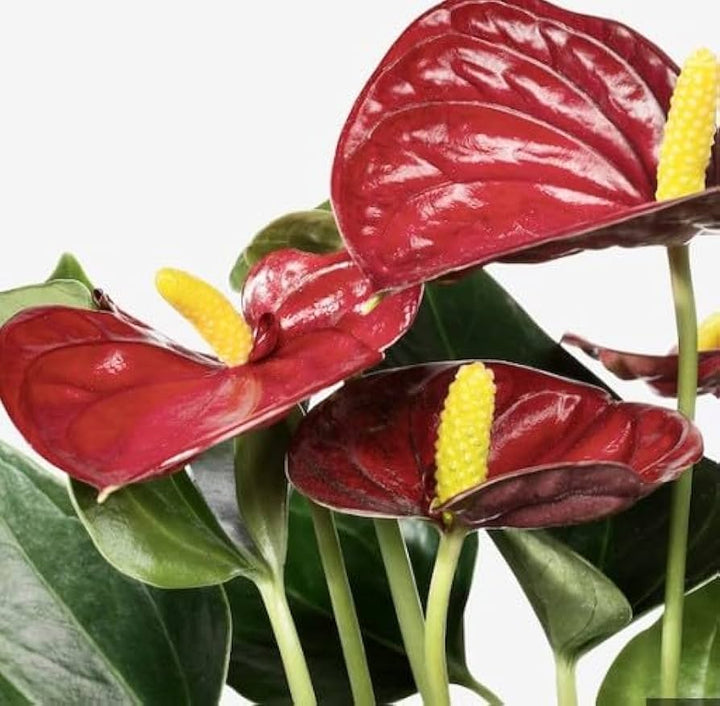 Anthurium Andraeanu rødbrune blomsterfrø til plantning 100 stk