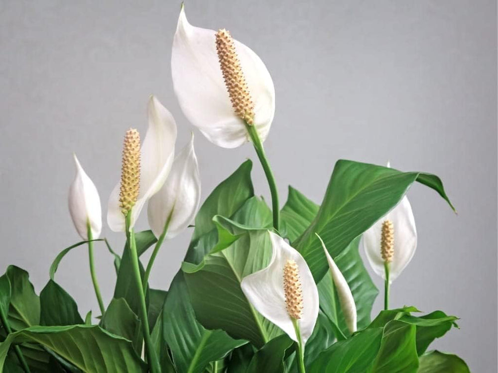 japanese peace lily seeds Buy Premium Quality Peace Lily Plant Seeds Online