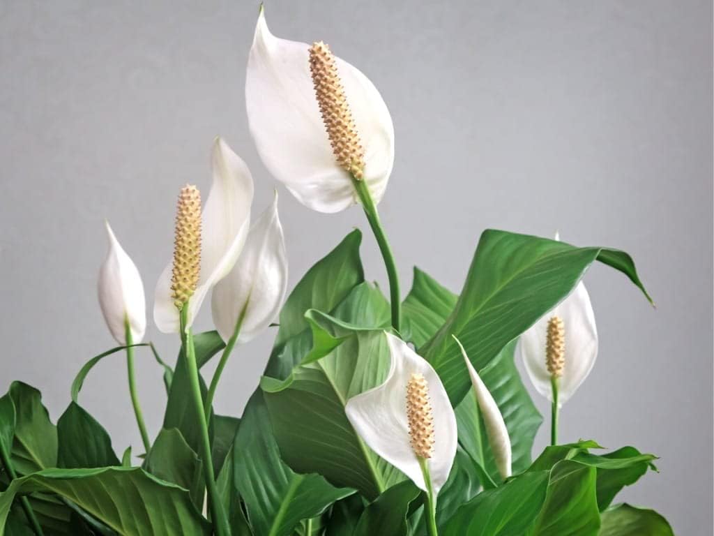 where can i buy peace lily seeds Buy Premium Quality Peace Lily Plant Seeds Online
