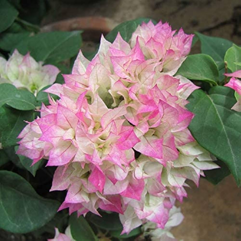 Climbing Bougainvillea Flower Seeds for Planting - 100 pcs