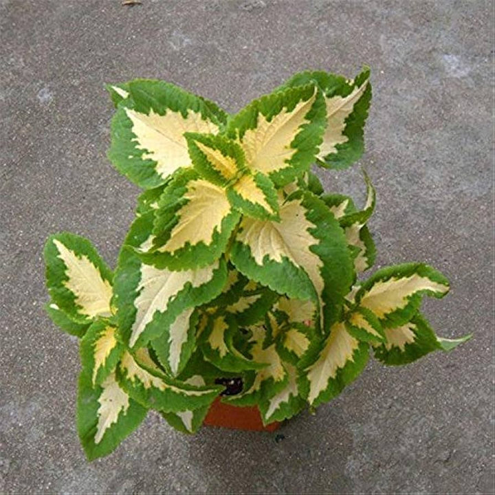 Yellow Green Coleus Plant Seeds for Planting - 100 pcs