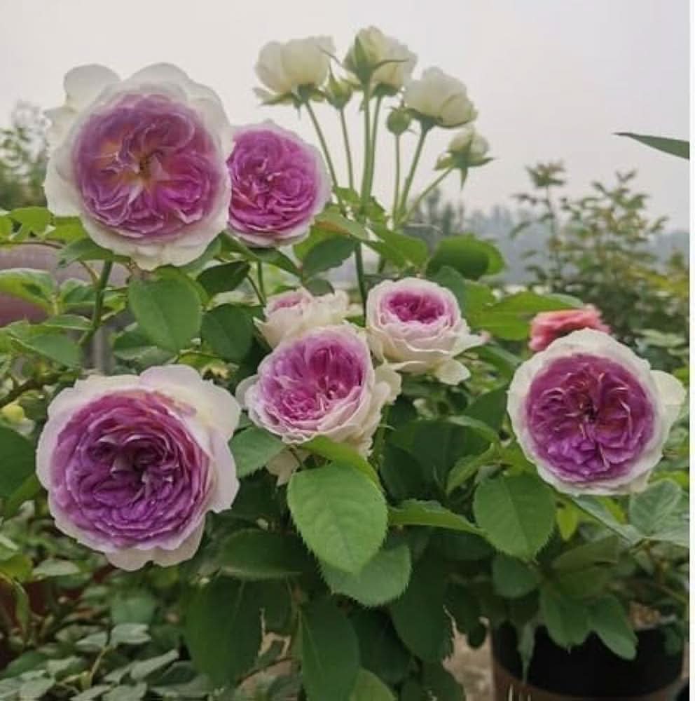 purple moonstone flower seeds