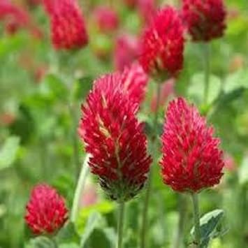 red clover flower seeds