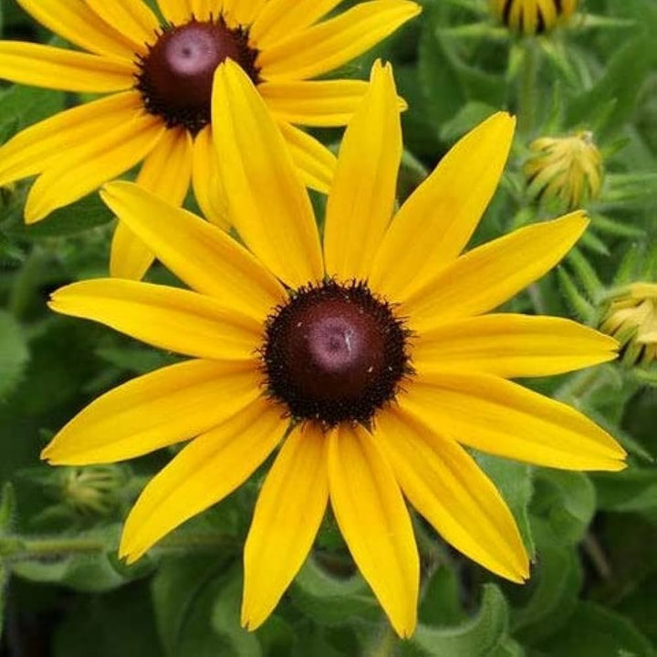 Organic Heirloom Rudbeckia Flower Seeds for Planting – Non-GMO Yellow Blooms, High Germination Perennial Garden Seeds