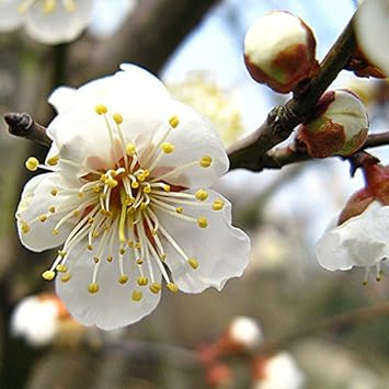 white philadelphus flower seeds