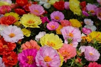 portulaca mixed flower seeds mixed-portulaca-flower-seeds-for-planting– Beautiful Blooms, Flower Seeds – Neeraseeds