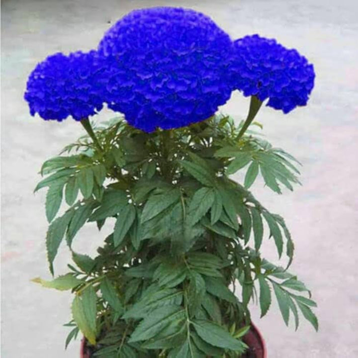 Marigold Flower Seeds 100 pc for Planting 100 pcs
