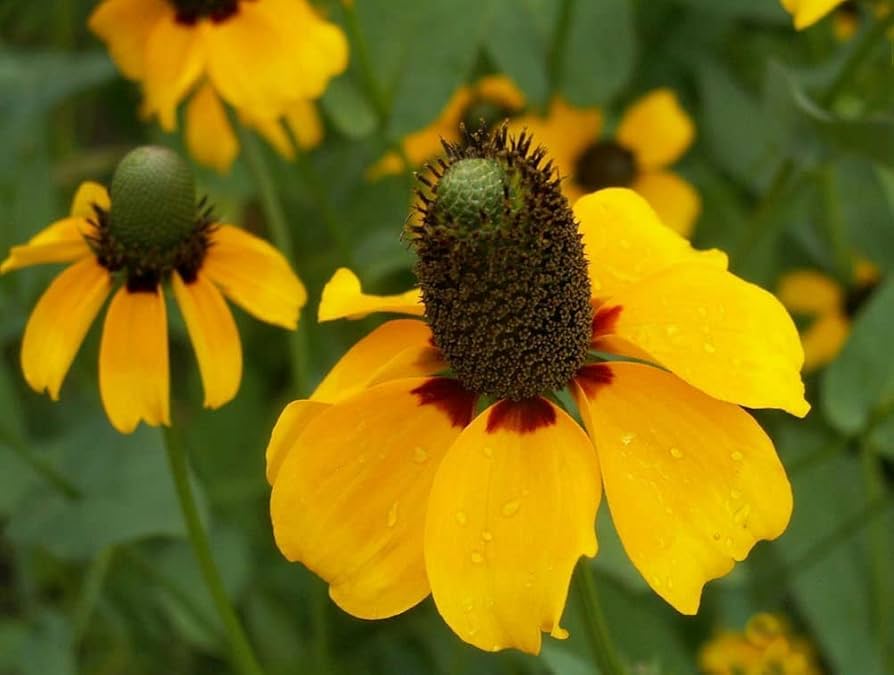 clasping coneflower flower seeds