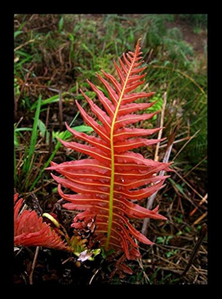 Red Yellow Fern Plant Seeds for Planting - 100 pcs