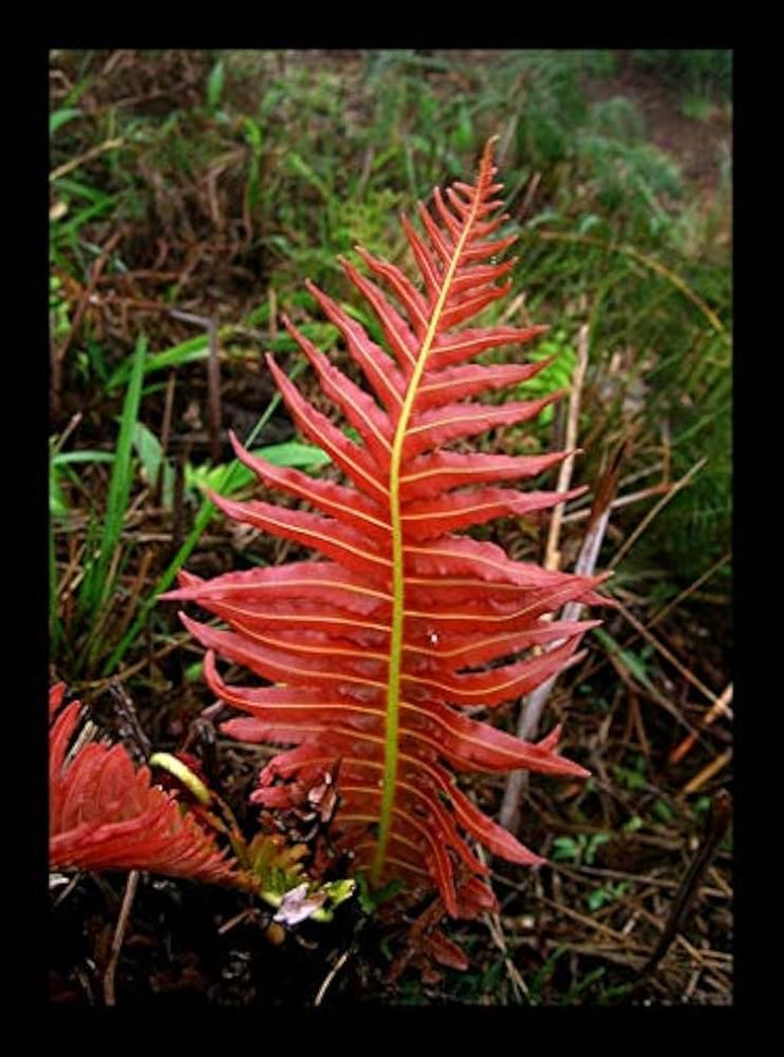 Red Yellow Fern Plant Seeds for Planting - 100 pcs