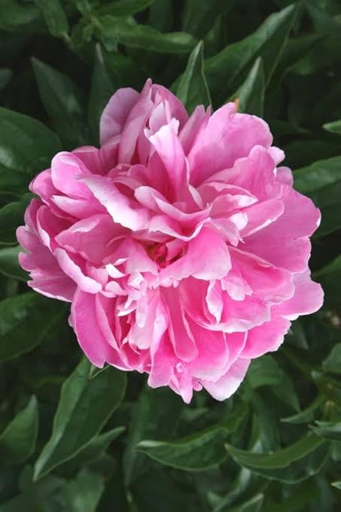 peony paeonia flower seeds