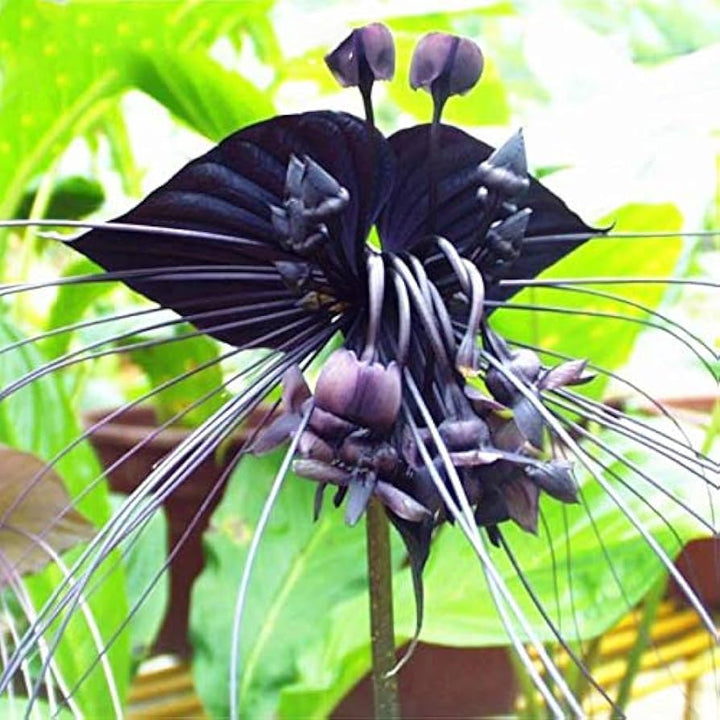Heirloom Non-GMO Black Butterfly Orchid Flower Seeds for Planting – Rare Exotic Blooms