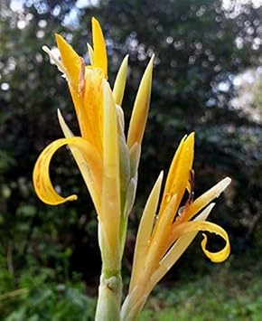 yellow achira flower seeds