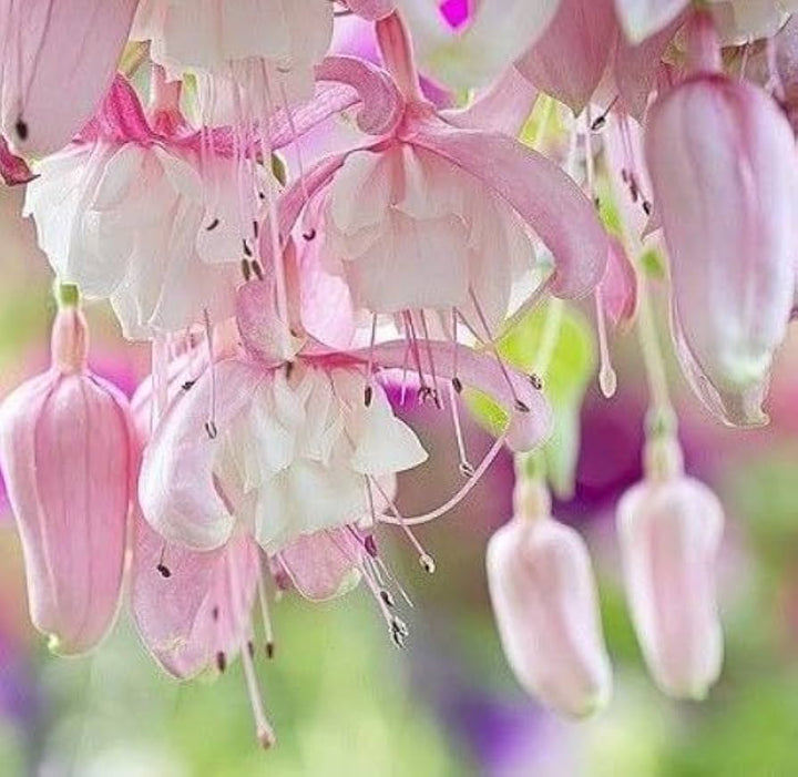 Fuchsia blomsterfrø til plantning Lyserød 100 stk